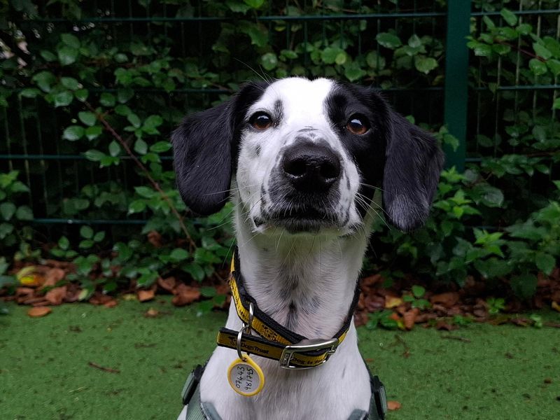 Dobby | Whippet Cross | Ilfracombe - 4
