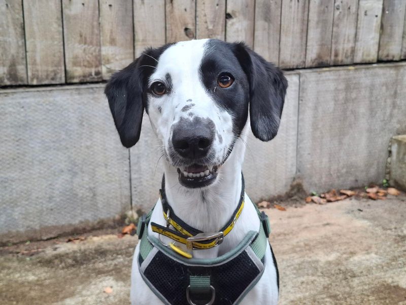 Dobby | Whippet Cross | Ilfracombe - 2