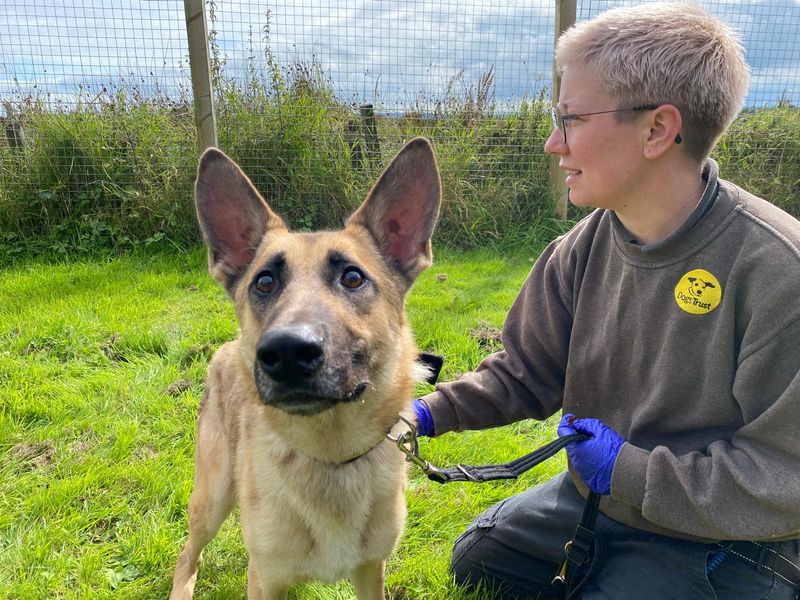 Jasper | Belgian Shepherd Dog (Malinois) Cross | Kenilworth (West Midlands) - 5