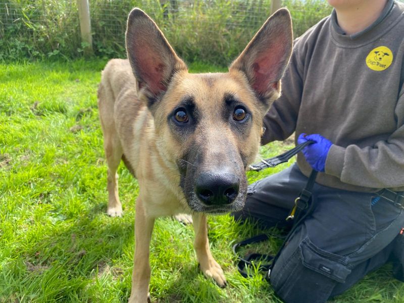 Jasper | Belgian Shepherd Dog (Malinois) Cross | Kenilworth (West Midlands) - 3