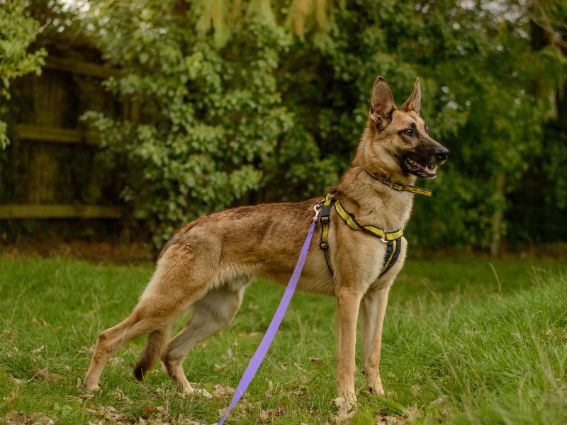 Jasper | Belgian Shepherd Dog (Malinois) Cross | Kenilworth (West Midlands) - 2