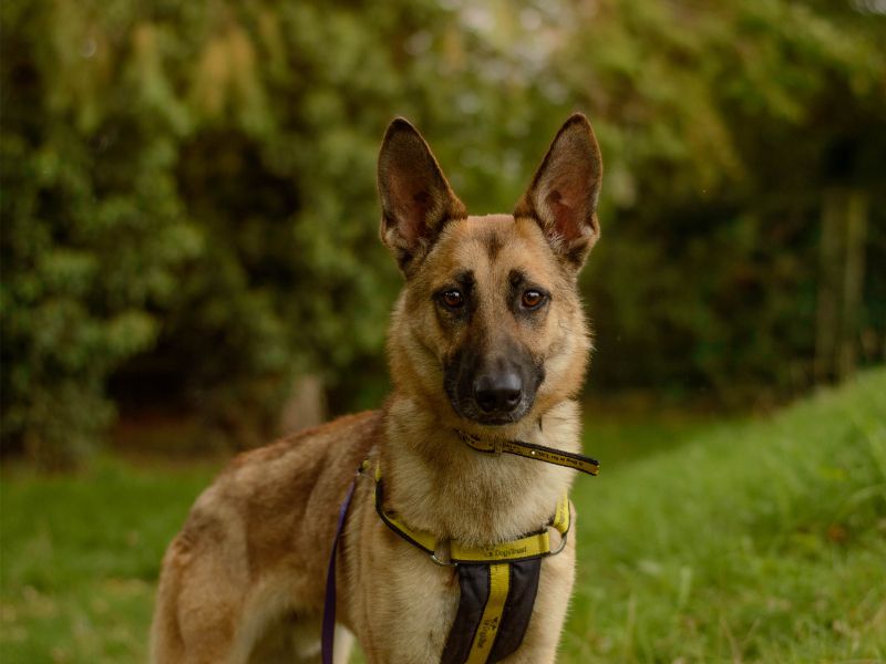 Jasper | Belgian Shepherd Dog (Malinois) Cross | Kenilworth (West Midlands) - 4