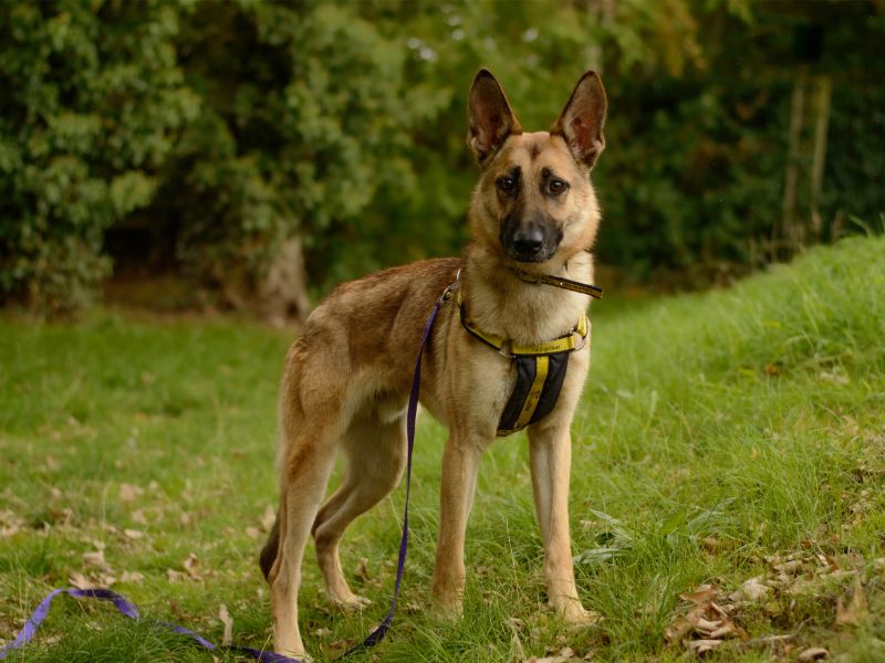 Jasper | Belgian Shepherd Dog (Malinois) Cross | Kenilworth (West Midlands) - 6