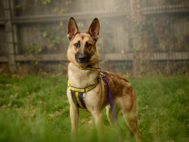 Jasper | Belgian Shepherd Dog (Malinois) Cross | Kenilworth (West Midlands) - 1
