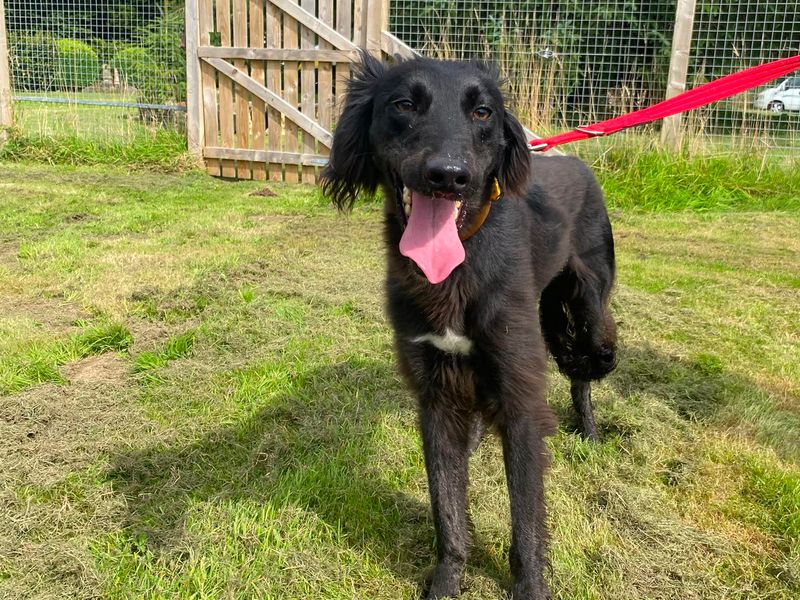 Jet | Lurcher Cross | Cumbria - 2