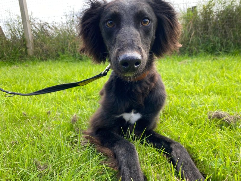 Jet | Lurcher Cross | Cumbria - 3