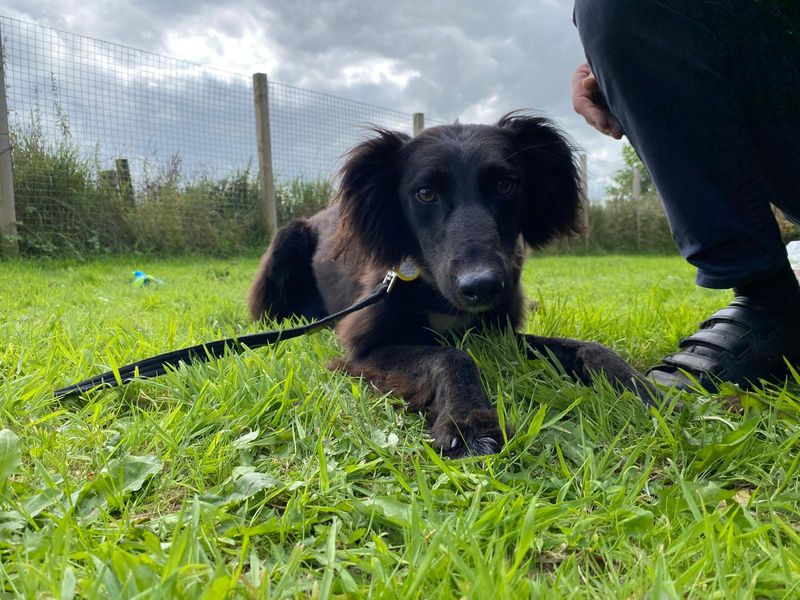 Jet | Lurcher Cross | Cumbria - 4