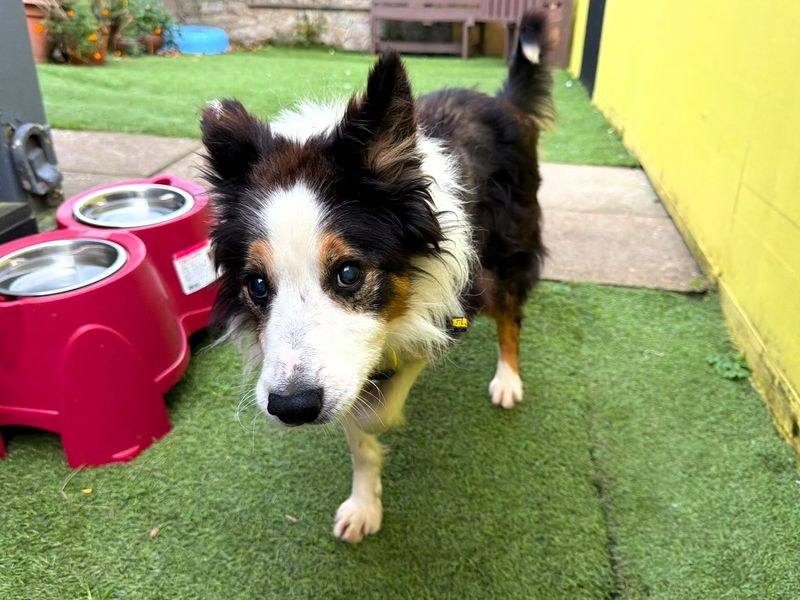 Douglas | Collie (Border) | West Calder (Edinburgh) - 4
