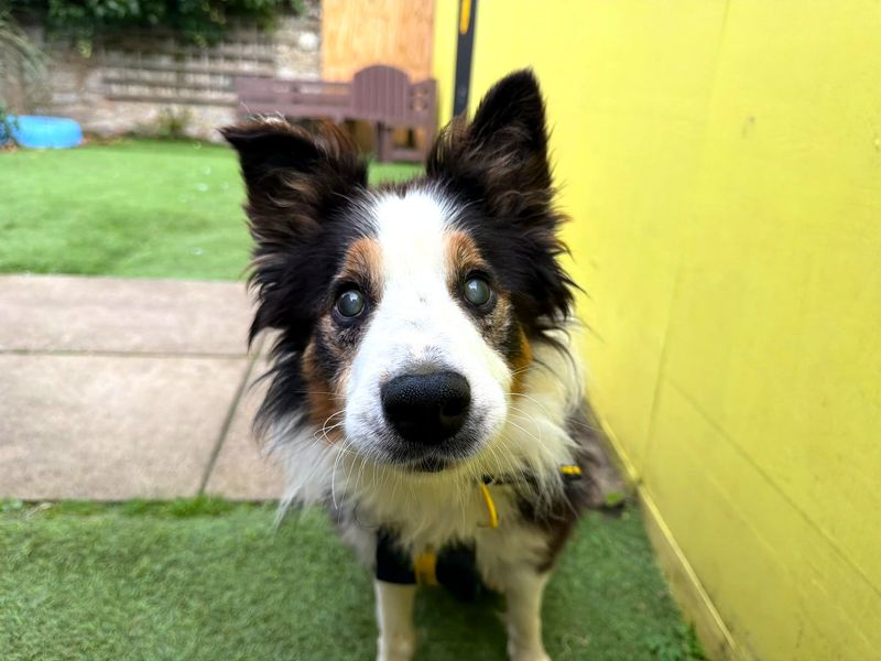 Douglas | Collie (Border) | West Calder (Edinburgh) - 1