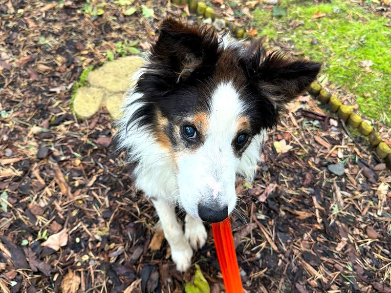 Douglas | Collie (Border) | West Calder (Edinburgh) - 3