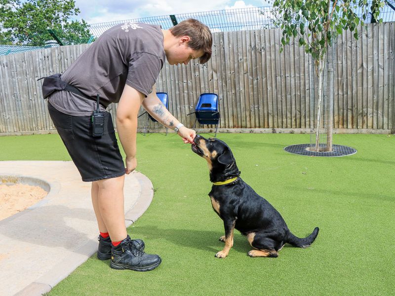 Lisa | Crossbreed | Evesham (Worcestershire) - 4