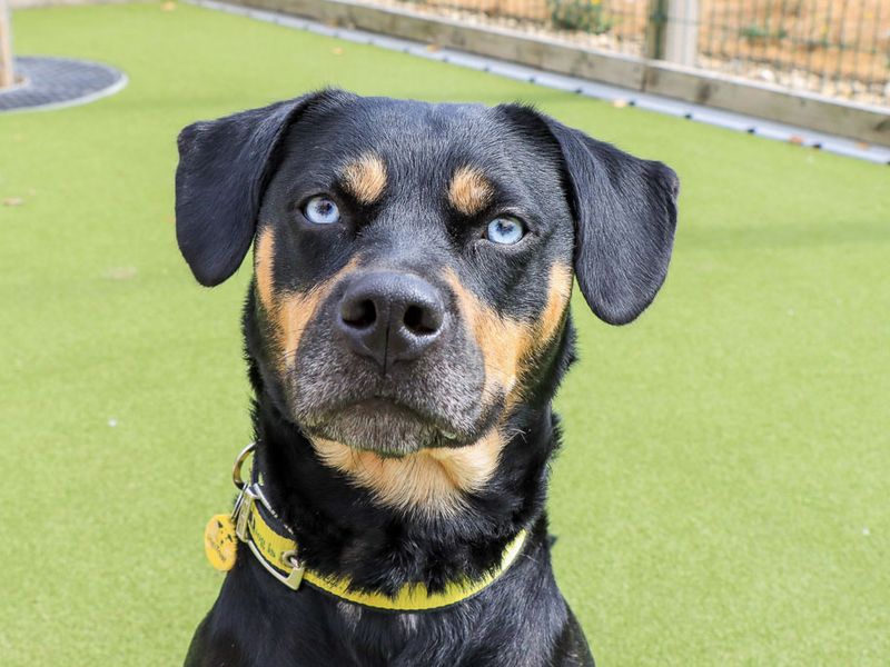 Lisa | Crossbreed | Evesham (Worcestershire) - 1