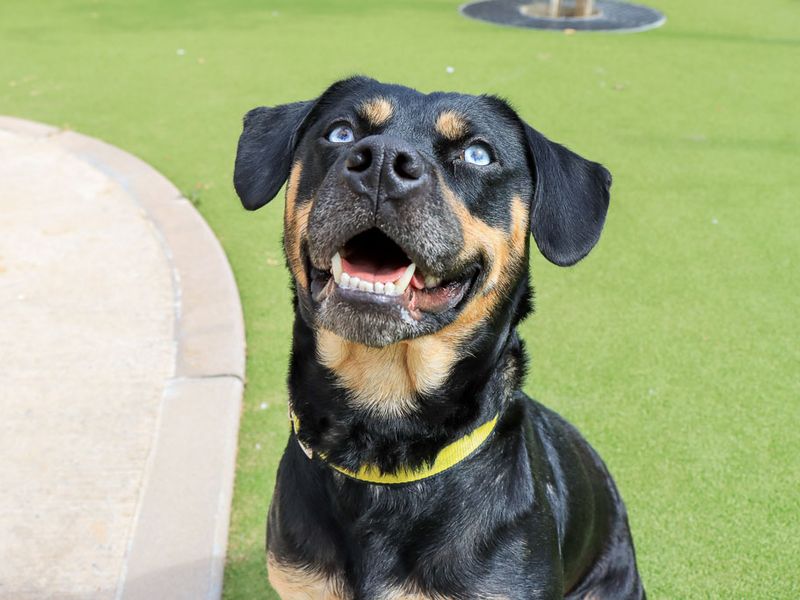 Lisa | Crossbreed | Evesham (Worcestershire) - 3