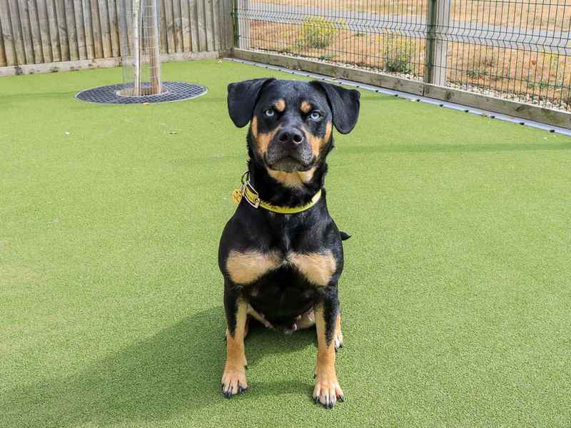 Lisa | Crossbreed | Evesham (Worcestershire) - 2