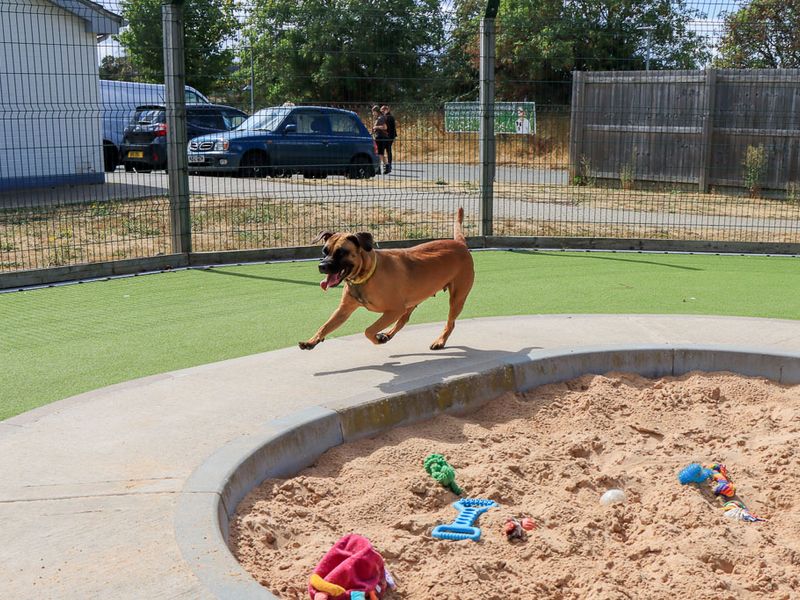Dora | Crossbreed | Evesham (Worcestershire) - 5