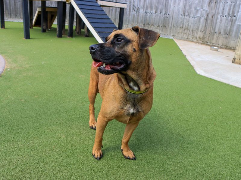 Dora | Crossbreed | Evesham (Worcestershire) - 3