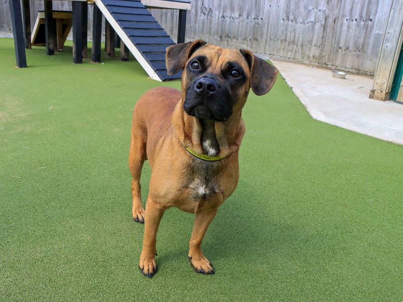 Dora | Crossbreed | Evesham (Worcestershire) - 4