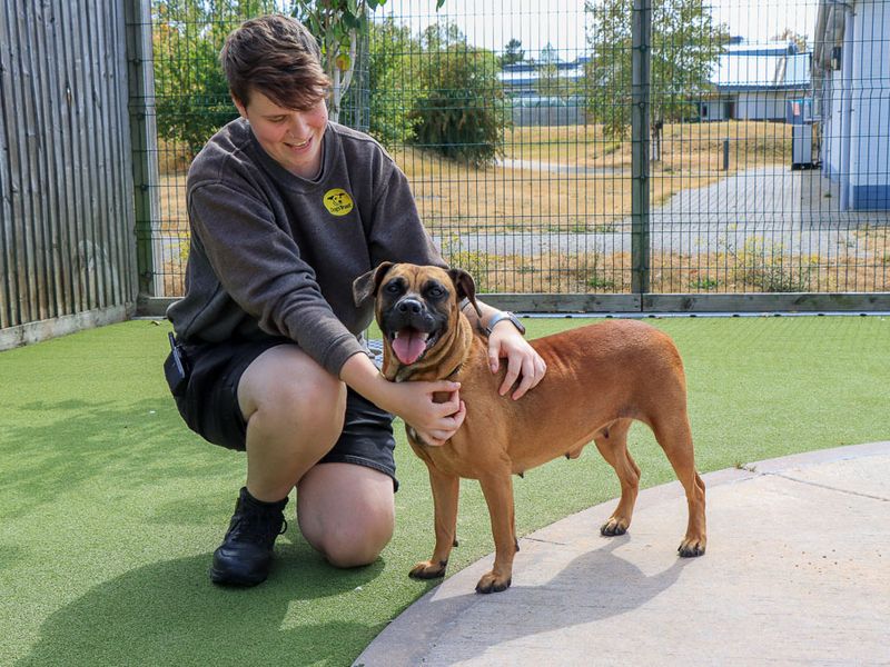 Dora | Crossbreed | Evesham (Worcestershire) - 1