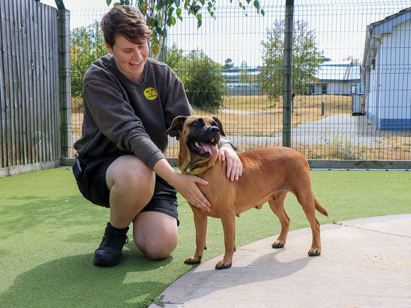 Dora | Crossbreed | Evesham (Worcestershire) - 6