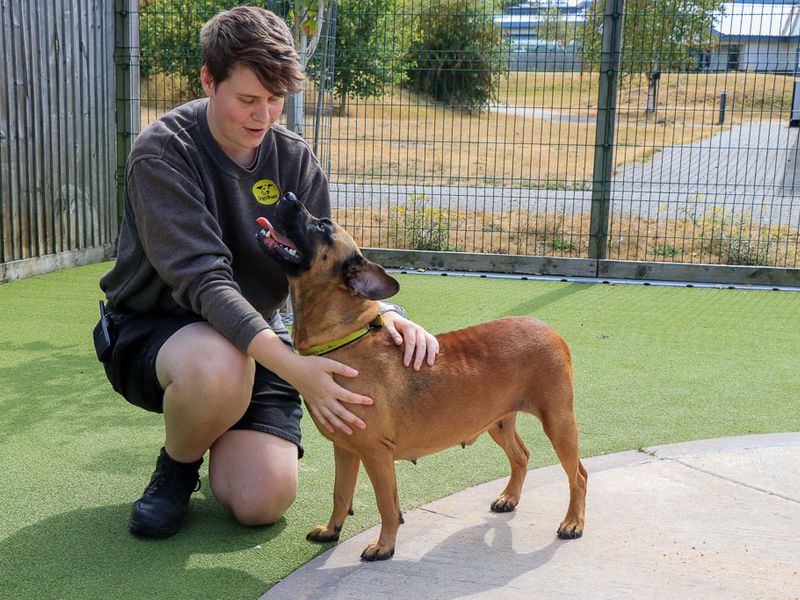 Dora | Crossbreed | Evesham (Worcestershire) - 7