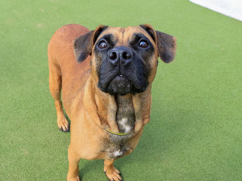Dora | Crossbreed | Evesham (Worcestershire) - 2