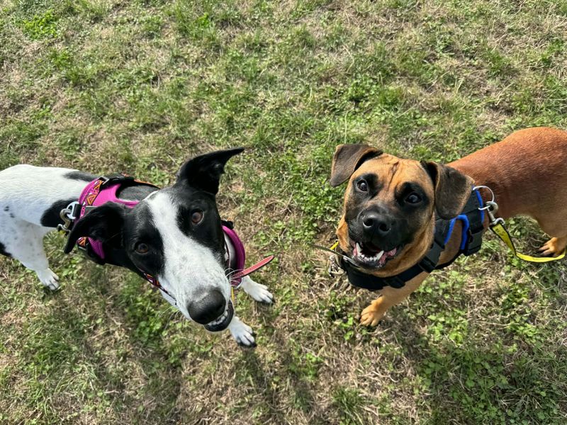 Dora | Crossbreed | Evesham (Worcestershire) - 10