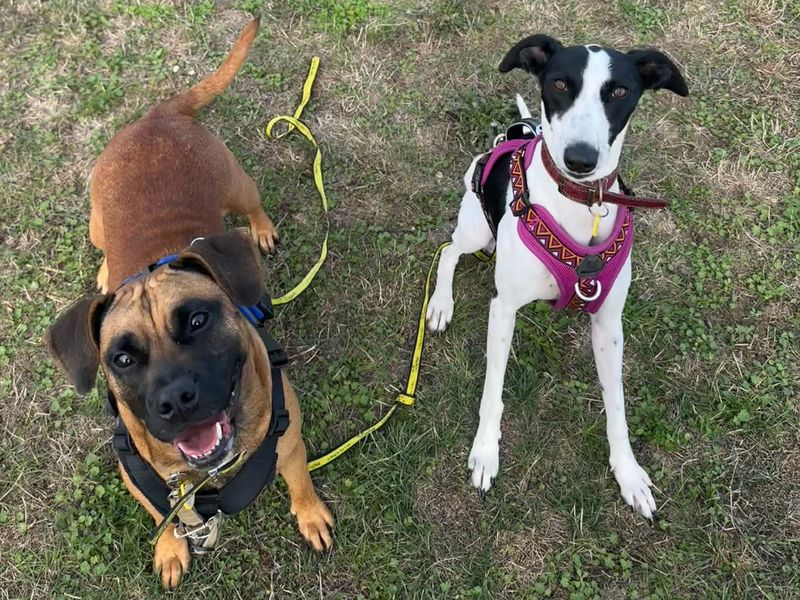 Dora | Crossbreed | Evesham (Worcestershire) - 11