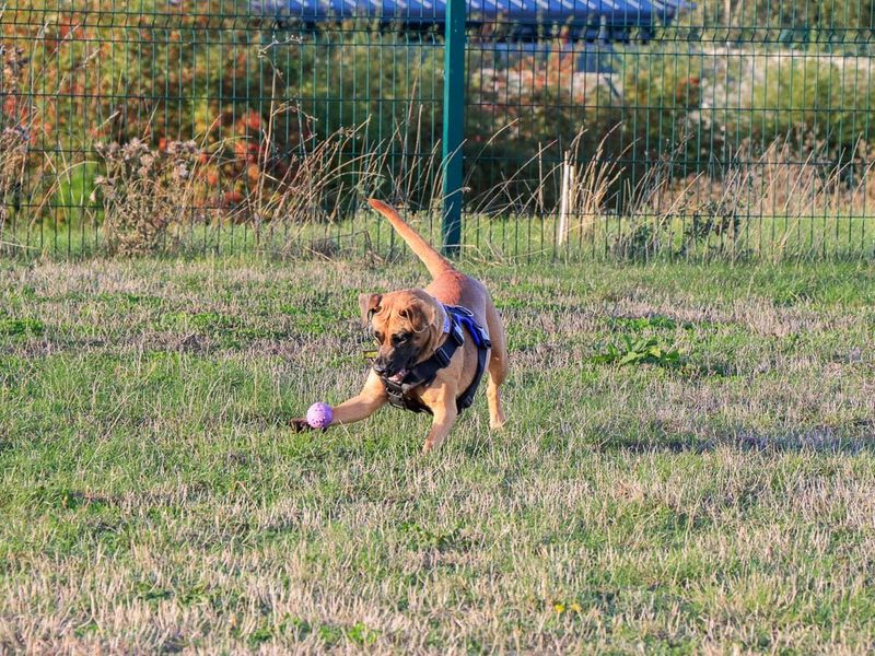 Dora | Crossbreed | Evesham (Worcestershire) - 3