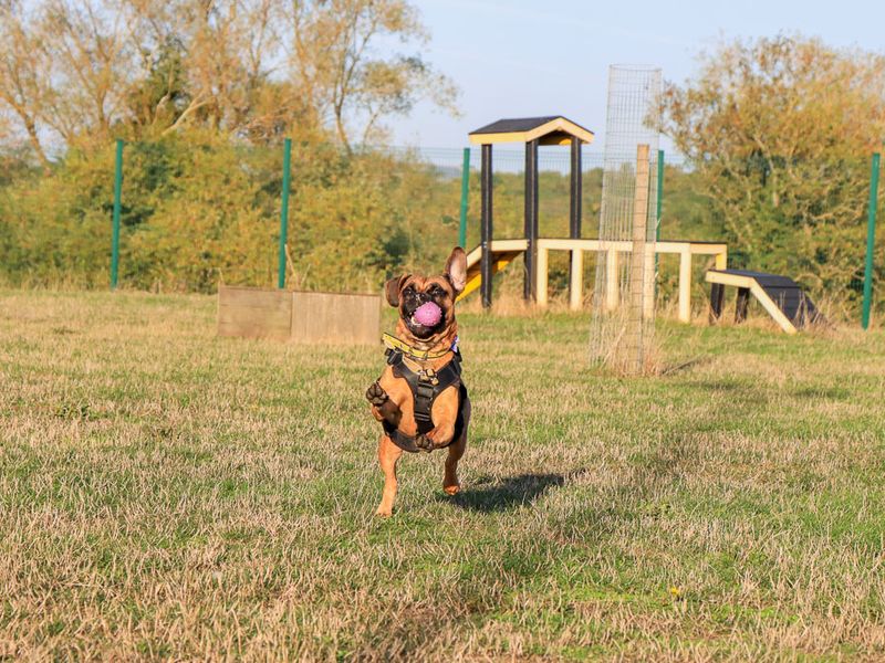 Dora | Crossbreed | Evesham (Worcestershire) - 4
