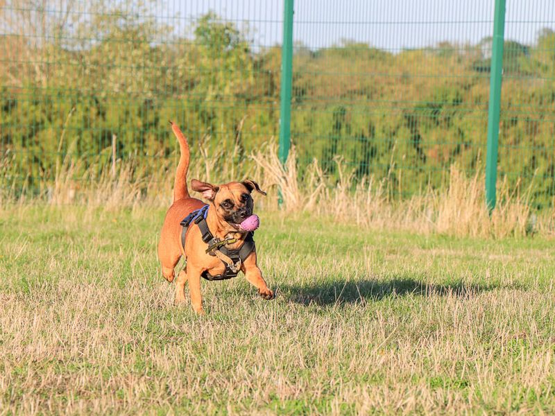 Dora | Crossbreed | Evesham (Worcestershire) - 6
