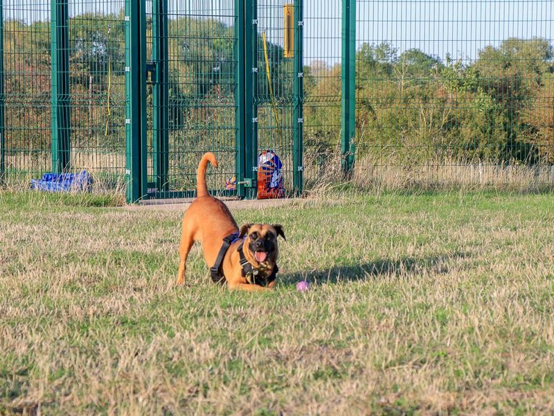 Dora | Crossbreed | Evesham (Worcestershire) - 7