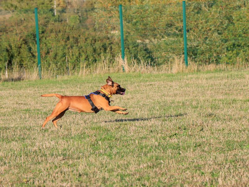 Dora | Crossbreed | Evesham (Worcestershire) - 8