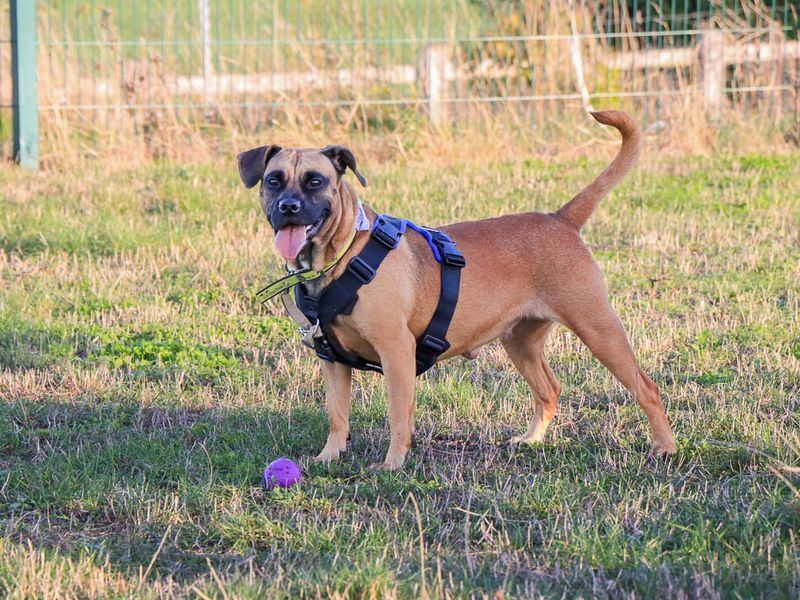 Dora | Crossbreed | Evesham (Worcestershire) - 1