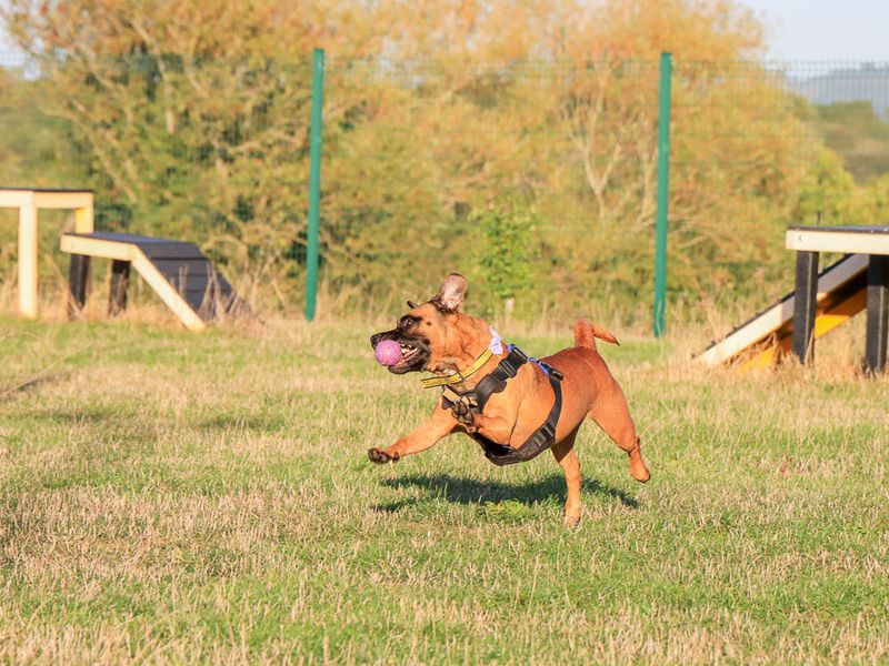 Dora | Crossbreed | Evesham (Worcestershire) - 2