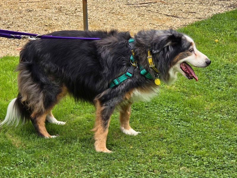 Border Collie Dogs And Puppies For Adoption