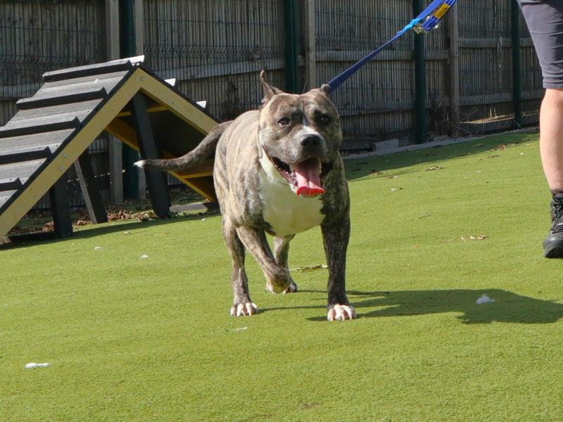 Bing | Bullmastiff | Harefield West London - 1