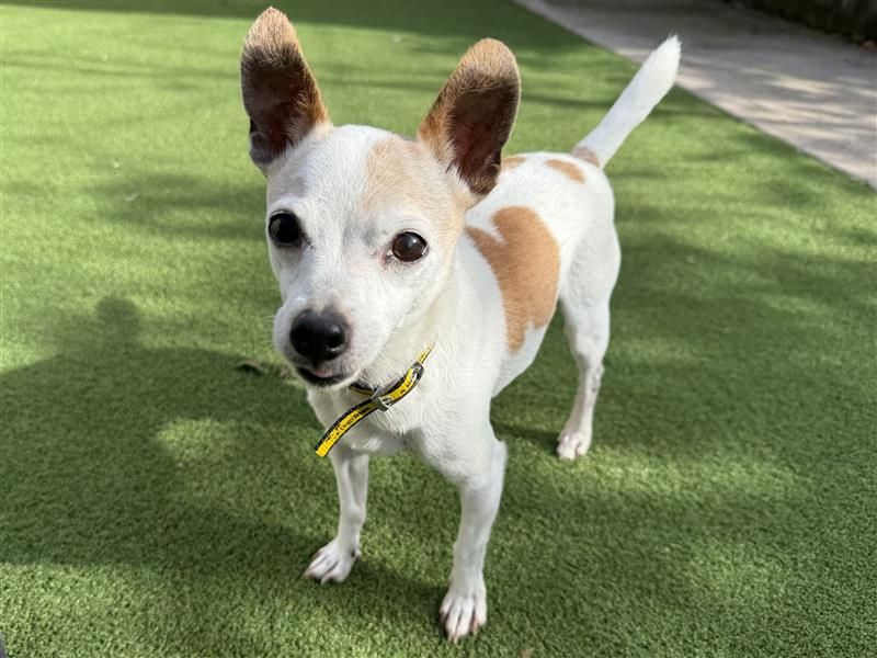 Chihuahua Dogs And Puppies For Adoption