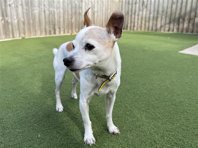 Alfie | Terrier (Jack Russell) Cross | Cardiff - 3