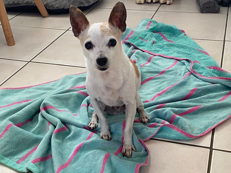 Alfie | Terrier (Jack Russell) Cross | Cardiff - 7