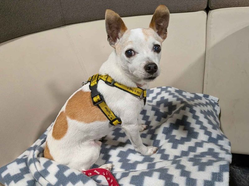 Alfie | Terrier (Jack Russell) Cross | Cardiff - 2