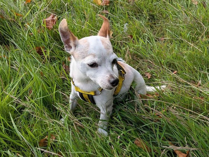 Alfie - Image 3 of 10