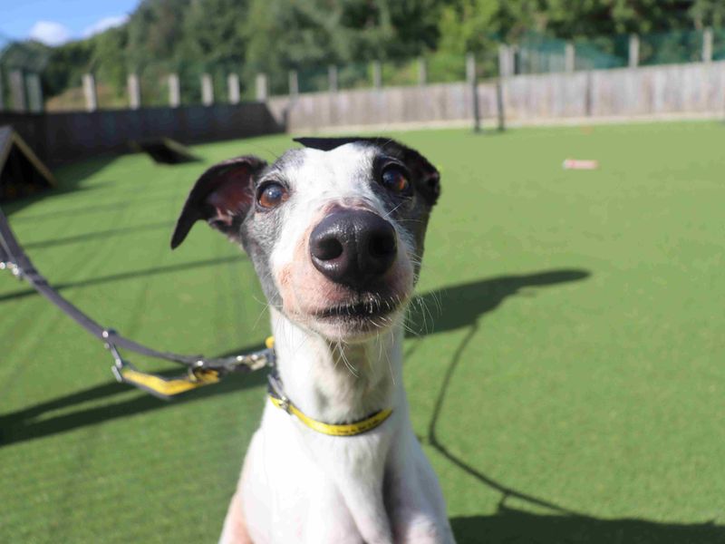 Greyhound Dogs And Puppies For Adoption
