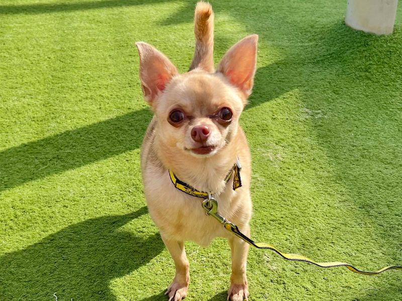 Tallulah | Chihuahua (Smooth Coat) | Harefield West London - 3