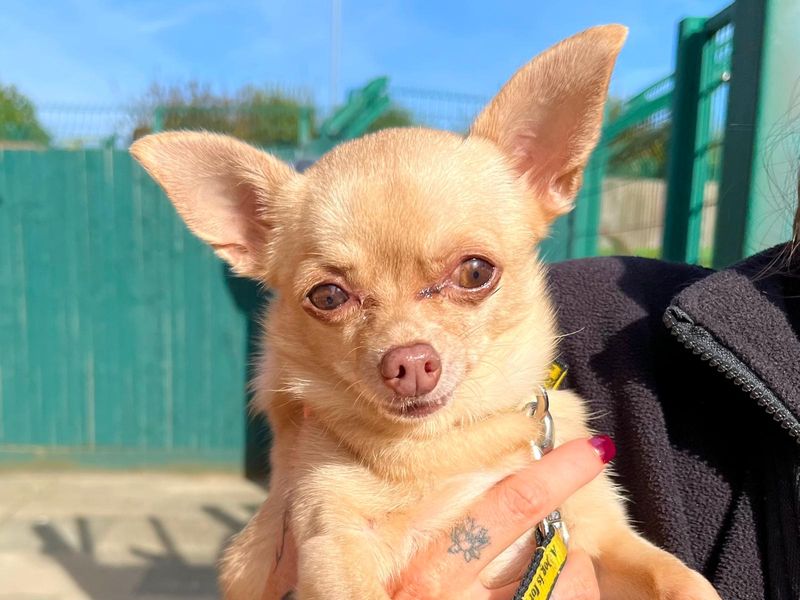 Tallulah | Chihuahua (Smooth Coat) | Harefield West London - 4