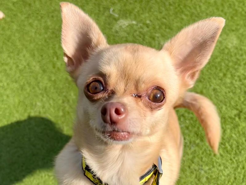 Tallulah | Chihuahua (Smooth Coat) | Harefield West London - 1