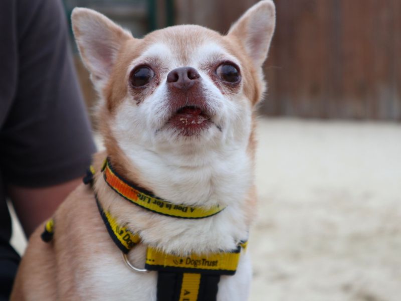 Hallie | Chihuahua (Smooth Coat) | Harefield West London - 4