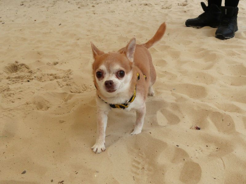 Hallie | Chihuahua (Smooth Coat) | Harefield West London - 3