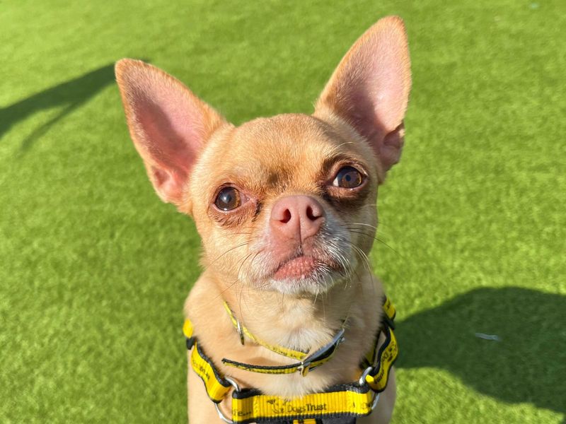 Peggy | Chihuahua (Smooth Coat) | Harefield West London - 1