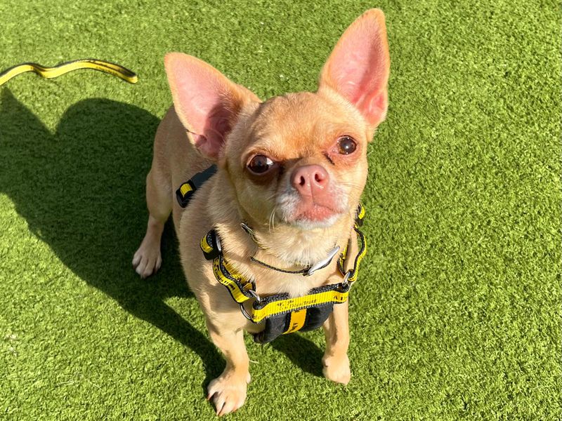 Peggy | Chihuahua (Smooth Coat) | Harefield West London - 2