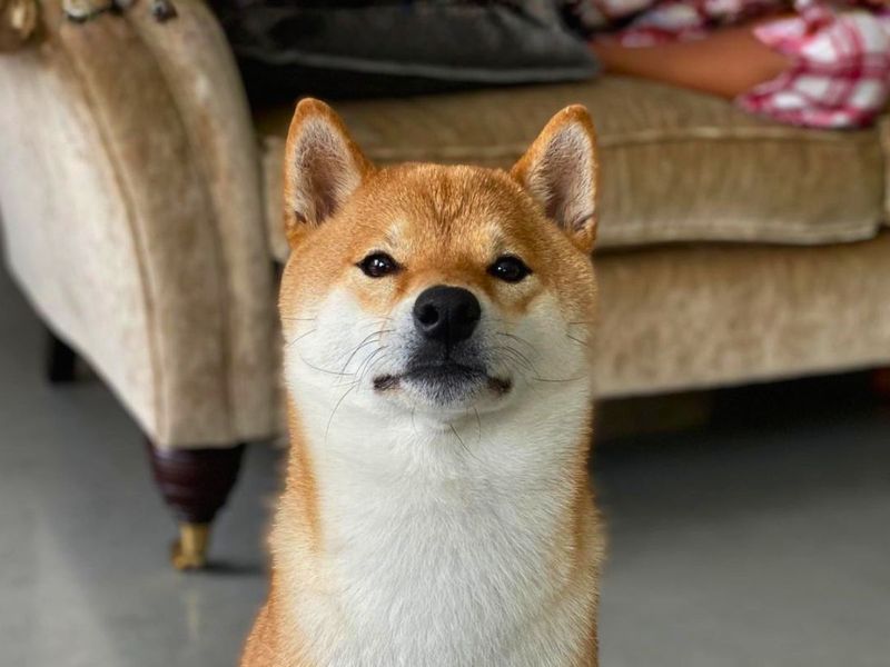 Tesla | Japanese Shiba Inu | Salisbury (Wiltshire) - 4